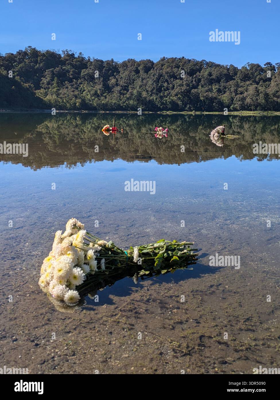 bouquet de fleurs blanches sur le lac chicabal Banque D'Images