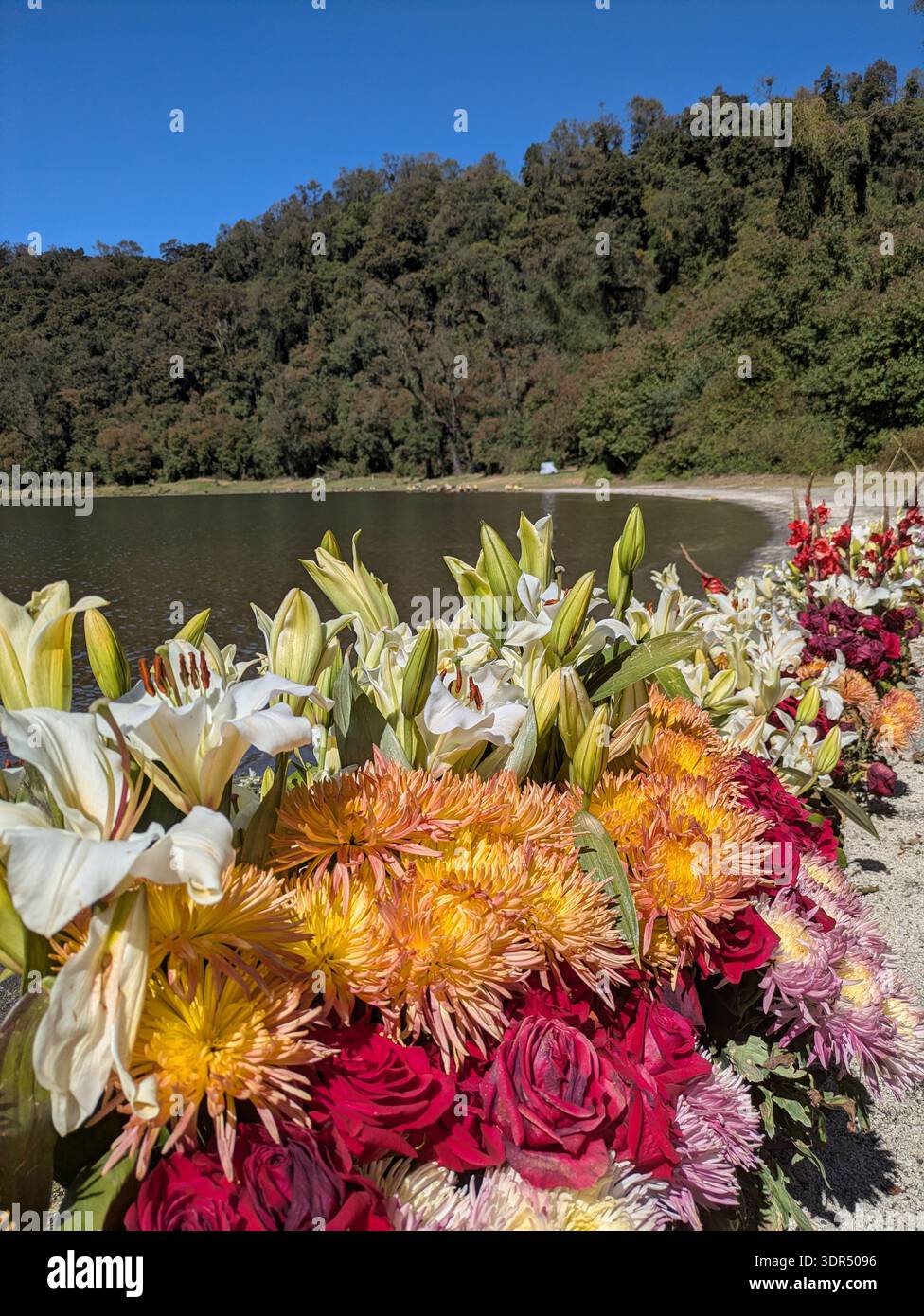 Fleurs colorées au lac Chicabal Banque D'Images