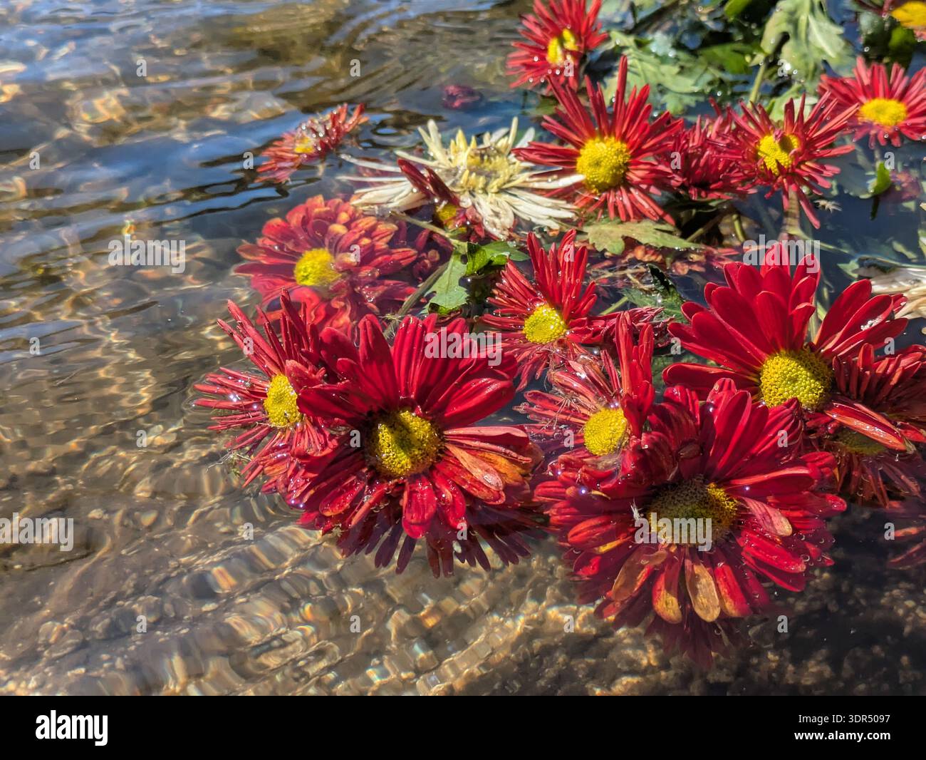 Fleurs roses sur le lac chicobal Banque D'Images