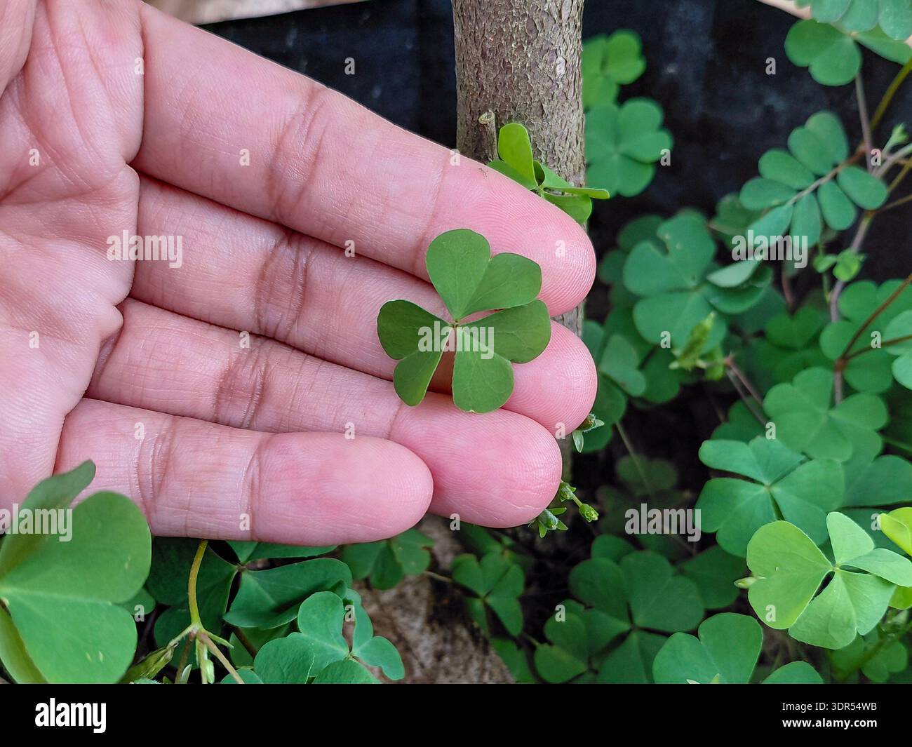 Petit sorrel de bois vert (Oxalis) trèfle à trois feuilles tenu à la main | photographie de plantes à feuillage émeraude en forme de cœur minuscule pour les amoureux de la botanique, nature Ent Banque D'Images