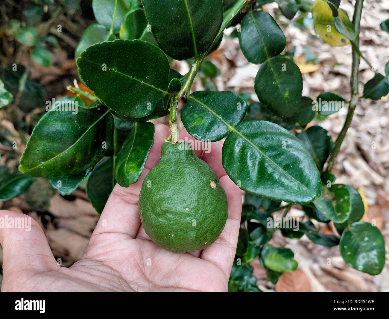 Vert frais Kaffir Lime (Citrus Hystrix) fruit et double feuilles distinctives tenu dans la main | citron vert thaïlandais biologique pour cuisine asiatique authentique et Banque D'Images