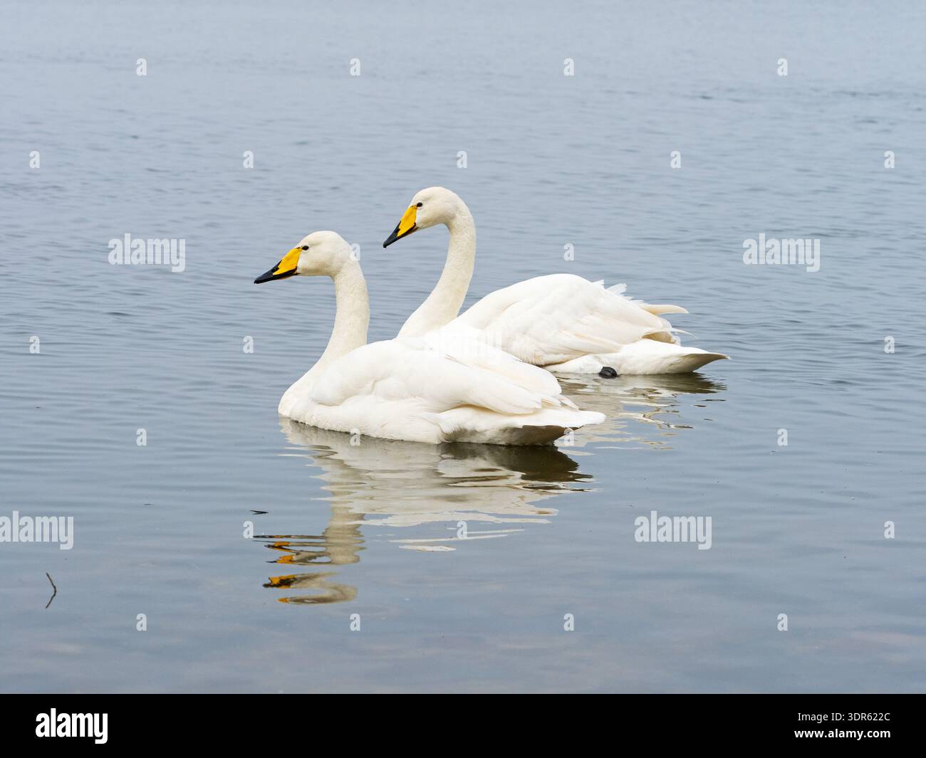 Cygne cygnus cygnus nageant dans une piscine, Welney Wetland Centre, Wildfowl and Wetlands Trust Reserve, Norfolk, Angleterre, Royaume-Uni, février 2025 Banque D'Images