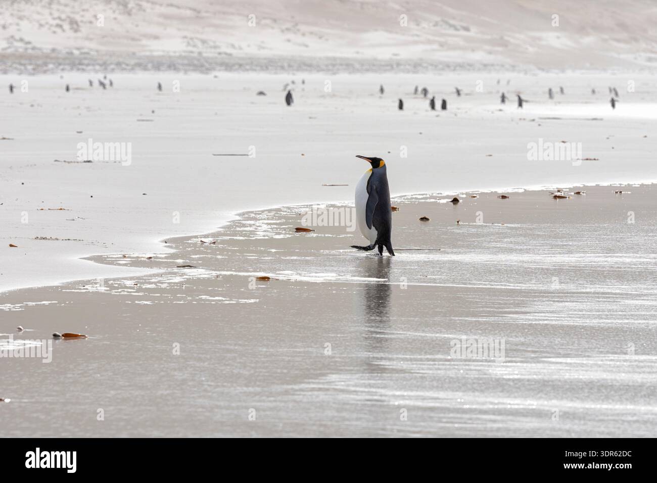 Au soleil de l'après-midi, un manchot royal (Aptenodytes patagonicus) sort de la mer sur la plage. Île de Saunders, îles Falkland, Royaume-Uni Banque D'Images