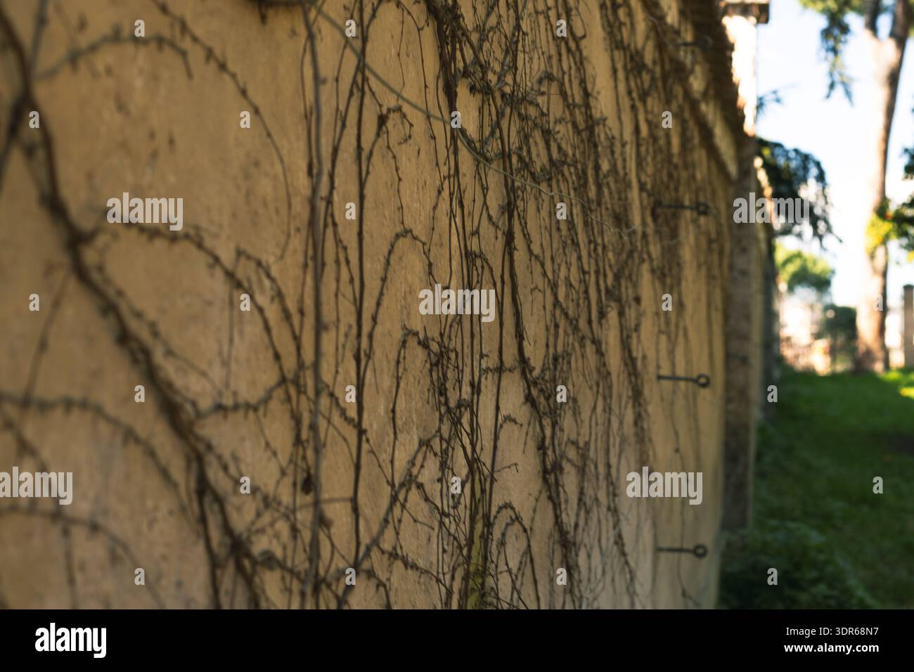 Mur de bâtiment altéré avec des vignes séchées Banque D'Images