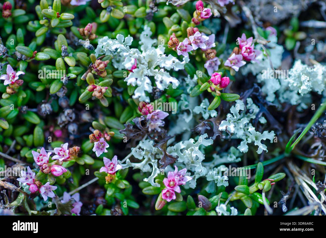 Gros plan du couvre-sol alpin avec de petites fleurs roses et un lichen gris-vert pâle, des textures détaillées et des couleurs vibrantes. Banque D'Images
