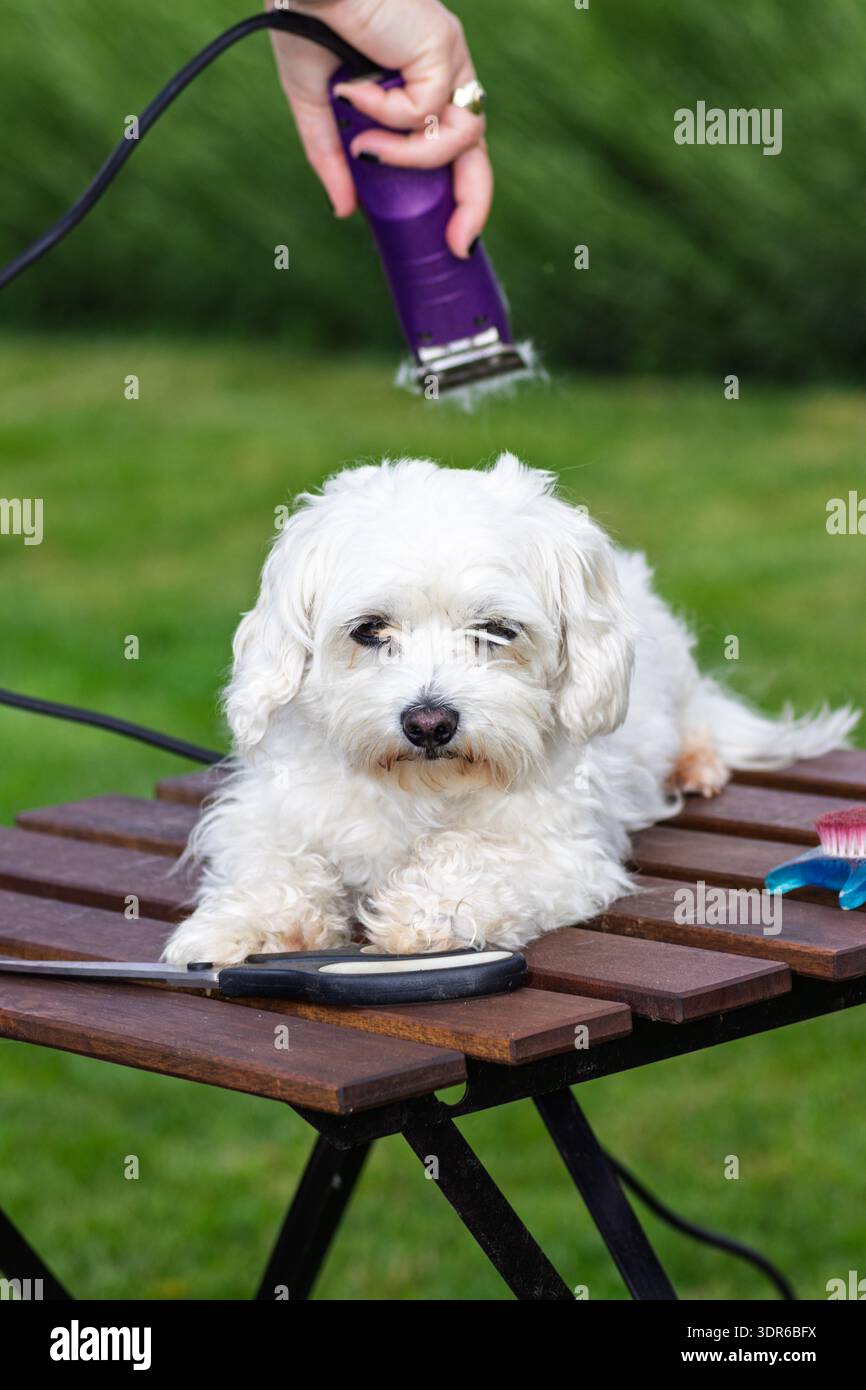 Un petit chien blanc repose calmement sur une table de toilettage en bois à l'extérieur tandis qu'un toiletteur tondeuse son pelage avec des tondeuses électriques, transportant soin, patience et ro Banque D'Images