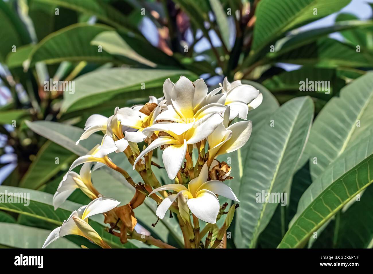 Gros plan des fleurs de Plumeria (Frangipani), présentant des pétales blancs et un centre jaune vif. La vue détaillée met en évidence la texture cireuse Banque D'Images