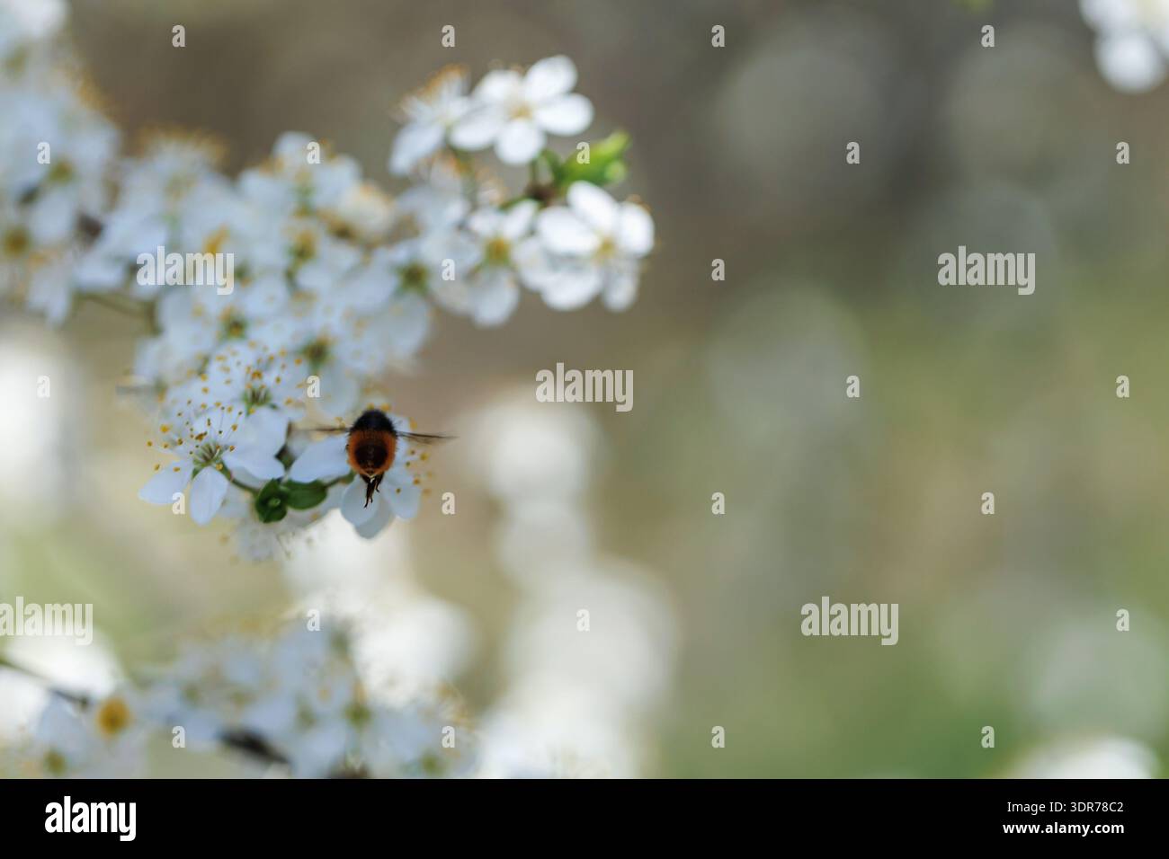 Pollinisation de Bumblebee sur des fleurs blanches de printemps Banque D'Images