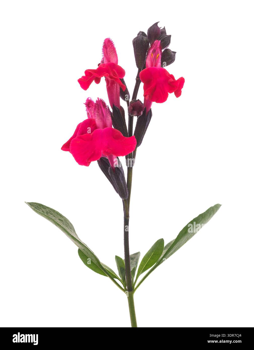 Fleurs de Salvia microphylla isolées sur fond blanc Banque D'Images