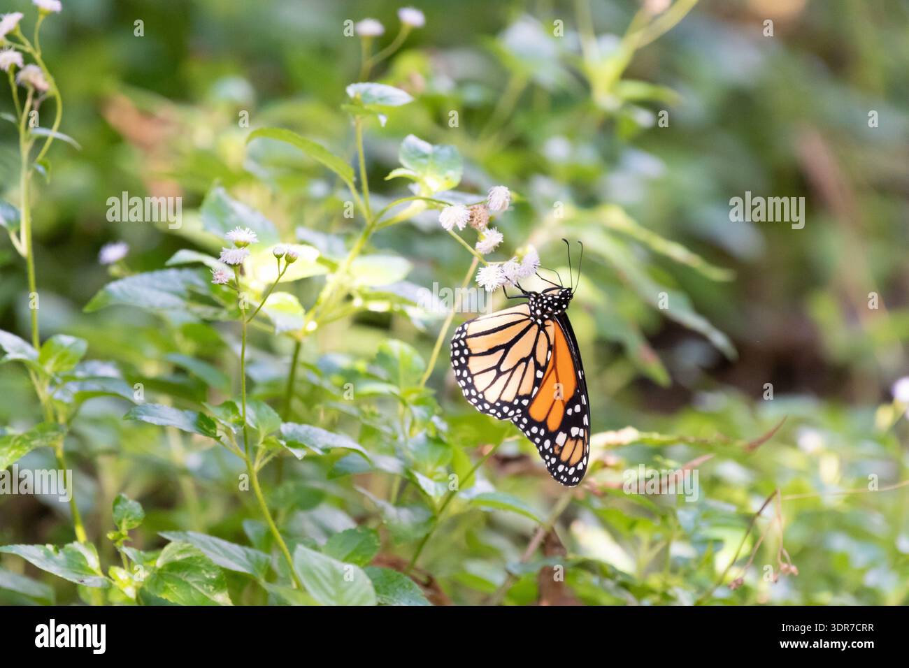 Papillon monarque reposant sur une feuille verte dans un jardin tropical. Photographie rapprochée de la faune montrant un papillon Danaus plexippus dans son habitude naturelle Banque D'Images