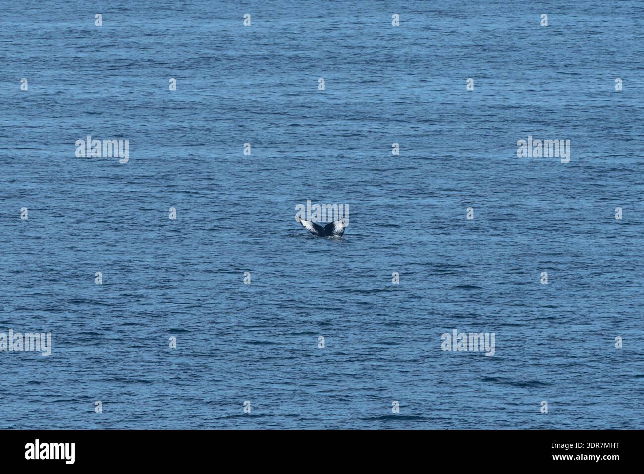 Fléaux de queue de baleine émergeant de la surface de l'océan lors d'une plongée en haute mer. Banque D'Images