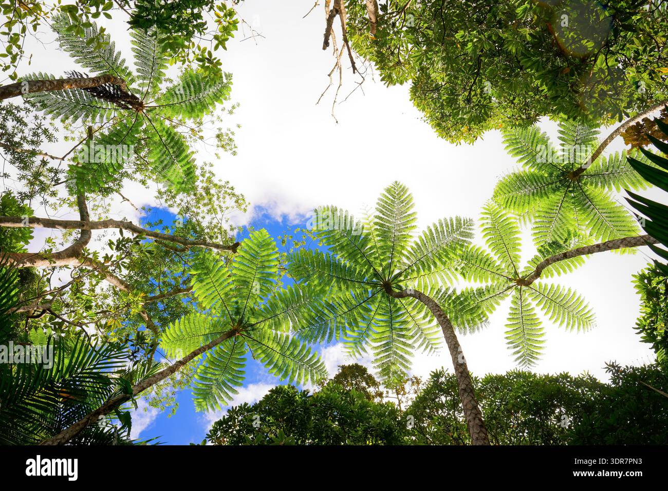 Canopée de fougères tropicales vue d'en bas dans la forêt tropicale de Nouvelle-Calédonie, frondes vertes luxuriantes contre le ciel bleu, perspective vers le haut montrant l'île vierge Banque D'Images