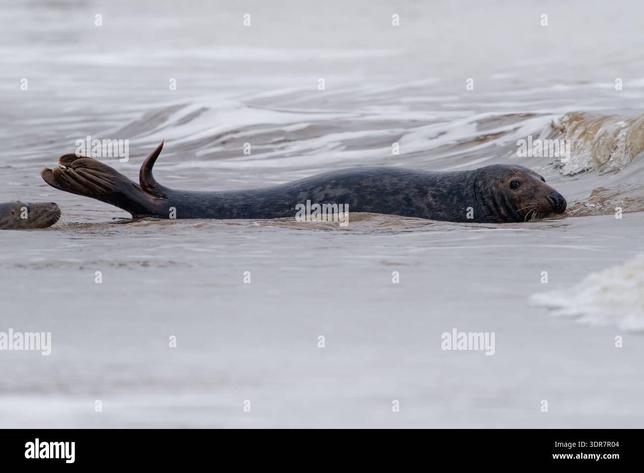 Phoque gris (Halichoerus grypus) nageant dans le surf côtier, tête et palmes au-dessus de l'eau, mammifère marin atlantique en mer peu profonde, comportement naturel, sauvage Banque D'Images