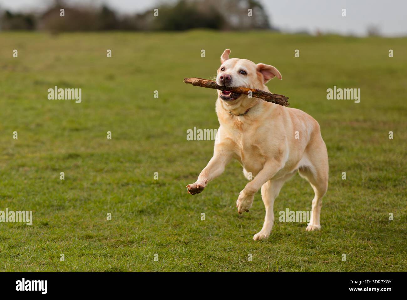 Labrador qui court joyeusement avec un bâton dans la bouche Banque D'Images