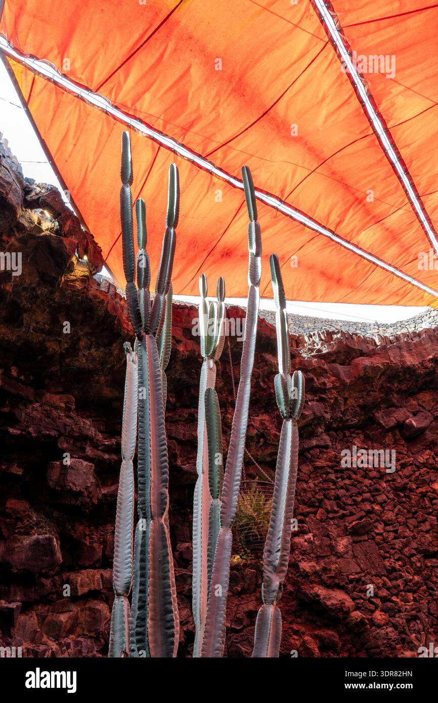 Cactus et une structure orange dans le paysage volcanique distinctif de Jameos del Agua, Lanzarote, Espagne. Les plantes sont baignées de lumière. Banque D'Images
