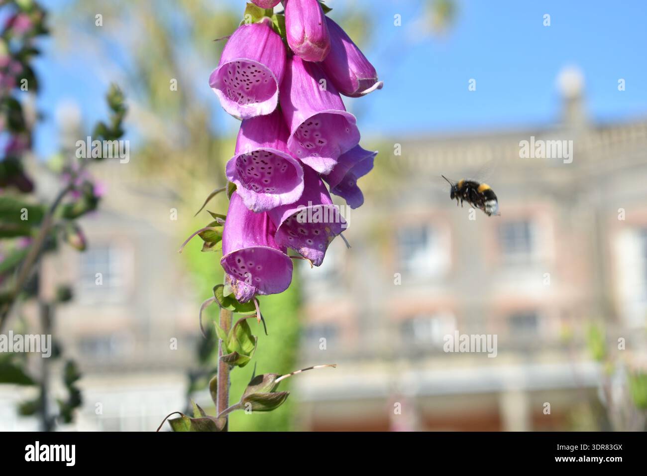 Bourdon en vol, approchant les fleurs en forme de cloche d'une fleur de Foxglove (Digitalis purpurea). Banque D'Images