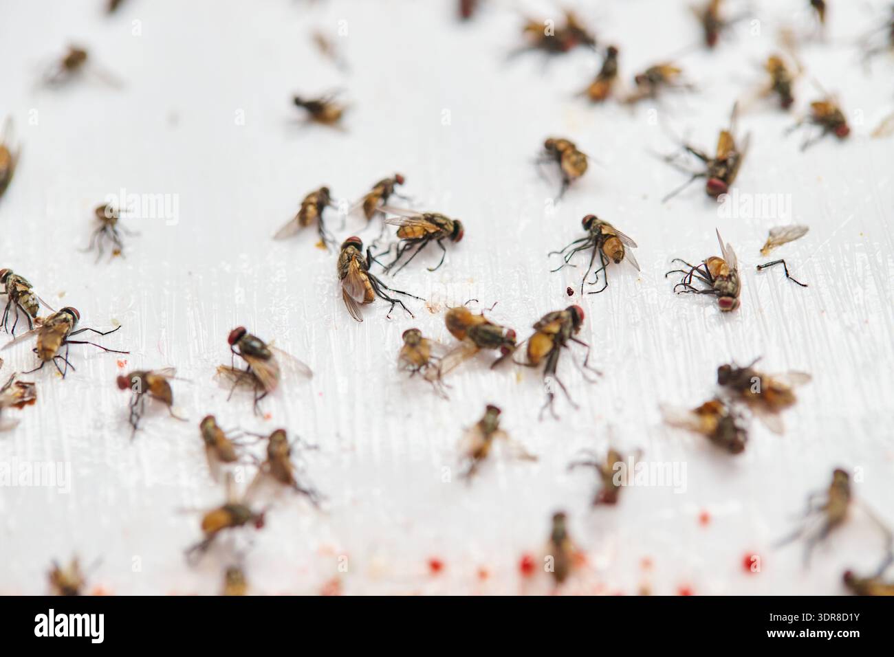 De nombreuses mouches mortes sur un piège collant Banque D'Images