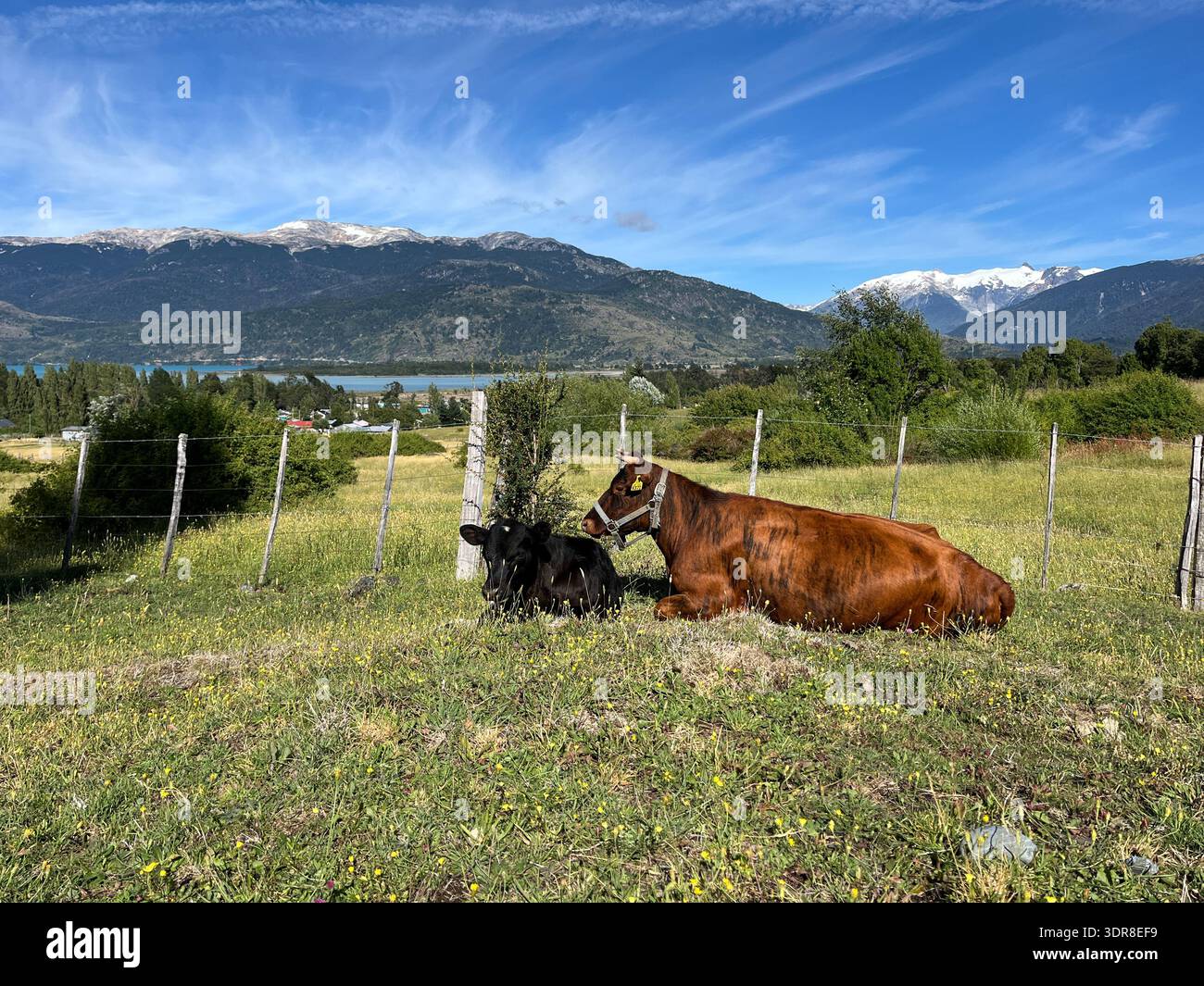 Deux vaches se reposant sur l'herbe verte au premier plan avec un lac de montagne pittoresque et des sommets enneigés s'élèvent derrière l'eau, créant un alpin spectaculaire Banque D'Images
