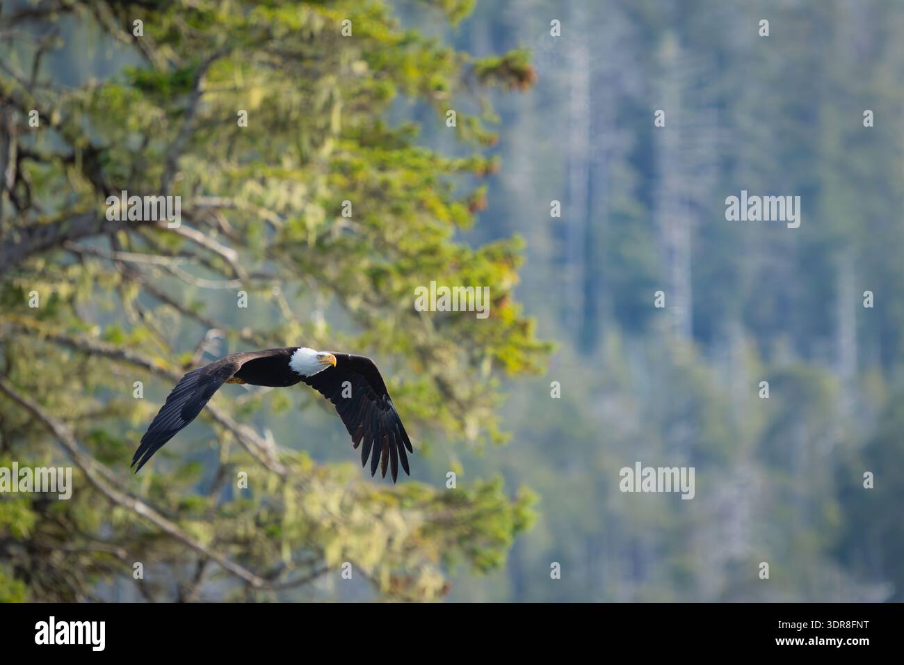 Aigle chauve en vol au-dessus de l'île Baranof dans le sud-est de l'Alaska. Banque D'Images