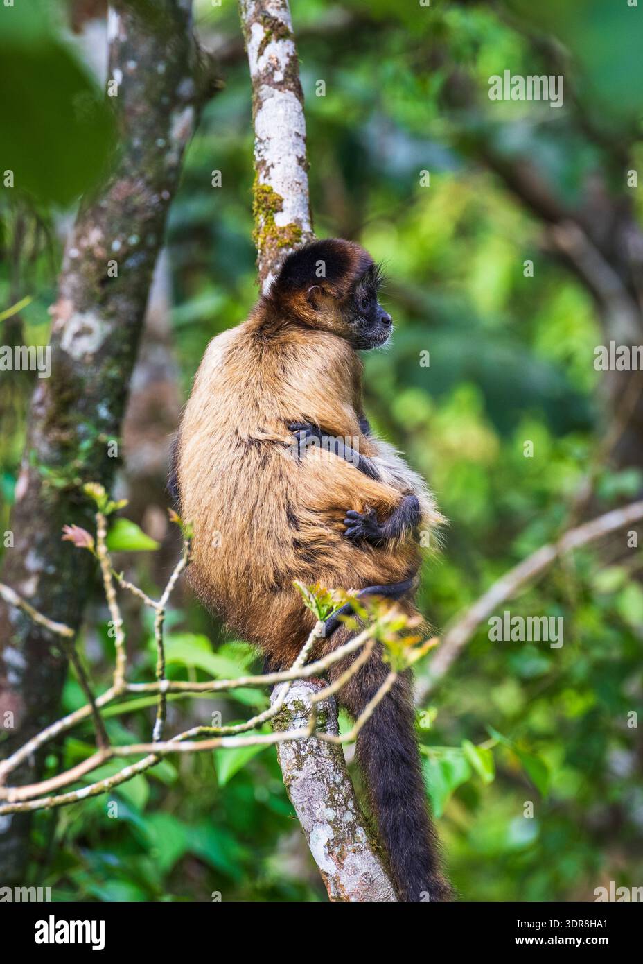 Le singe araignée de Geoffroy et son bébé (Ateles geoffroyi), Parc national du volcan Arenal, province d'Alajuela, Costa Rica Banque D'Images