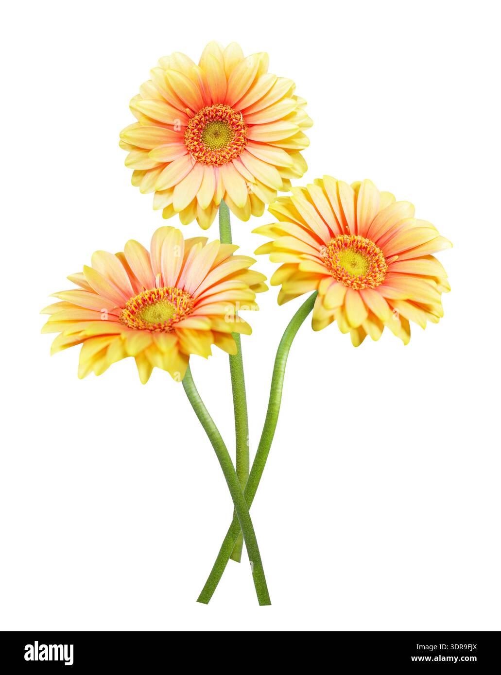gros plan de bouquet de fleurs colorées de gerbera isolées sur fond blanc Banque D'Images
