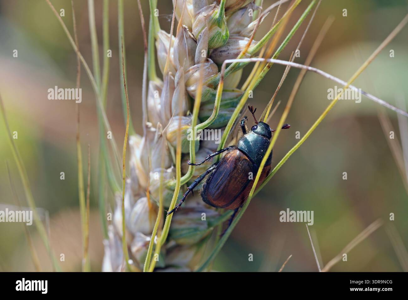 Dune Chafer, insecte adulte anomala dubia sur une oreille de céréales. Banque D'Images