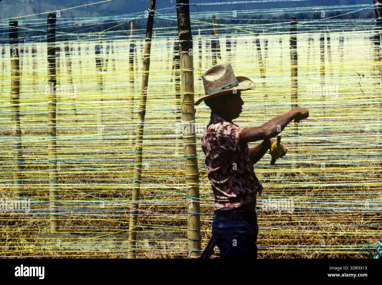 Enfiler des supports pour une nouvelle plantation de caféiers, Antigua, Guatemala. Banque D'Images