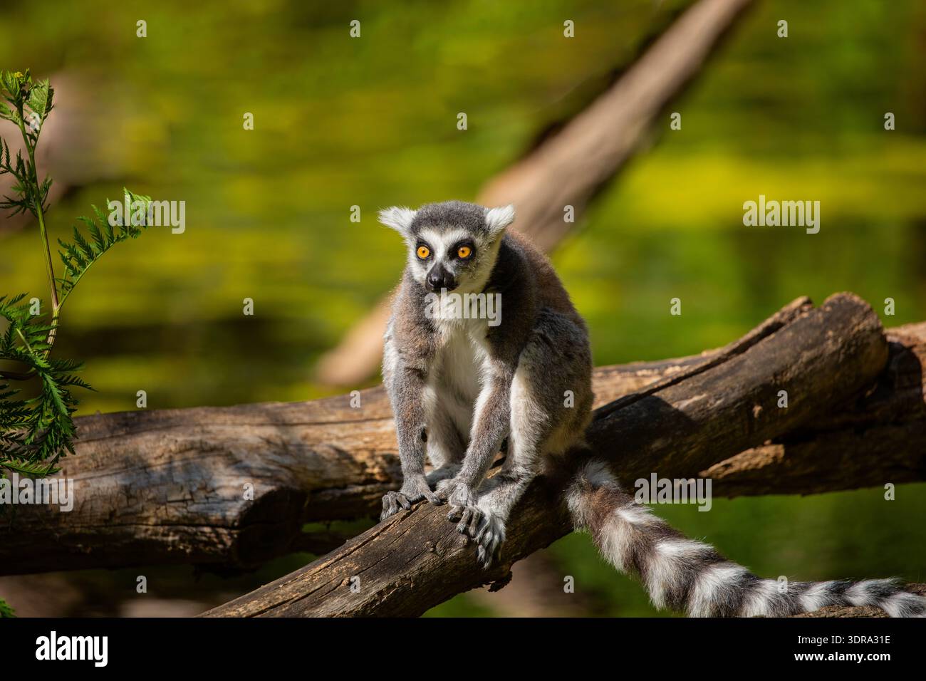Lémuriens à queue annulaire (Lemur catta) zoo de Berlin Banque D'Images