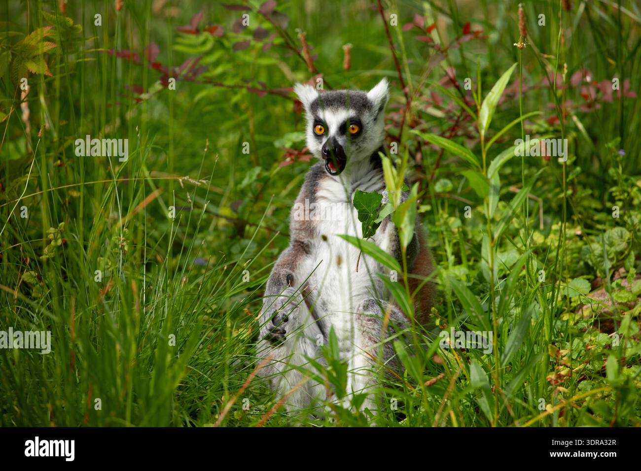 Lémuriens à queue annulaire (Lemur catta) zoo de Berlin Banque D'Images