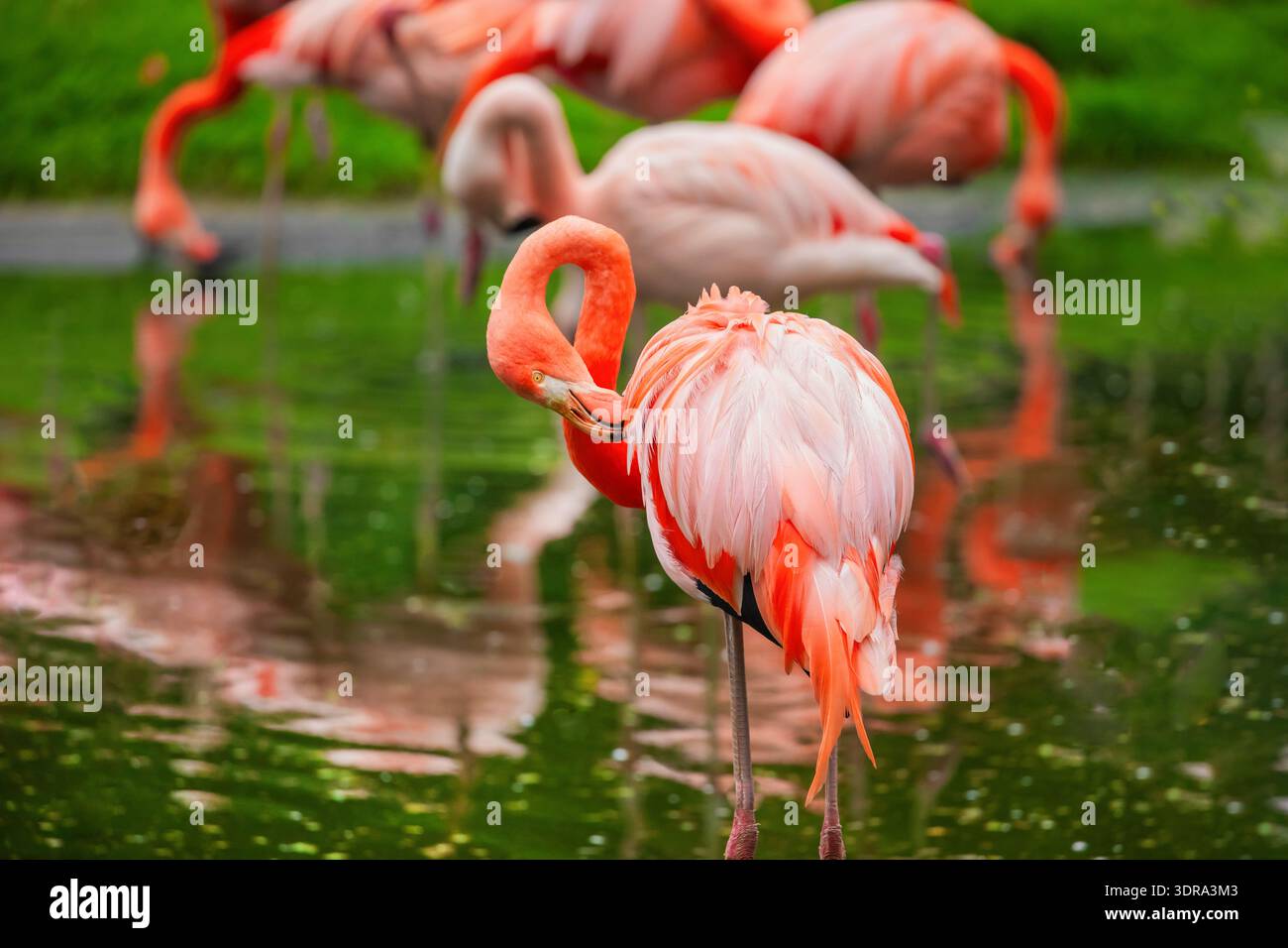 Flamant américain flamant des Caraïbes. Banque D'Images