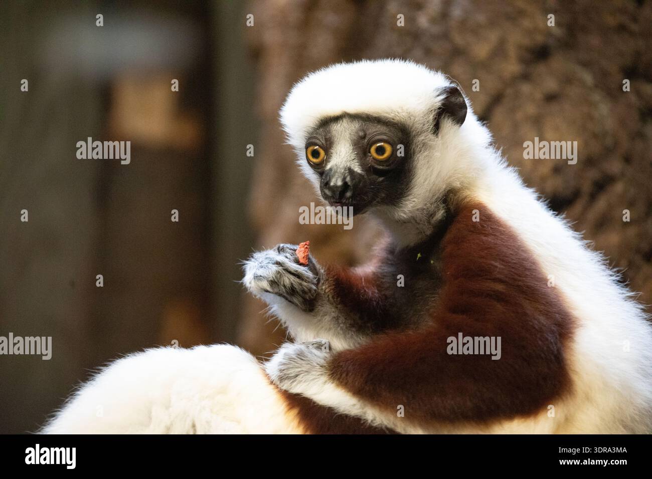 Le sifaka blanc de Verreaux regardant la caméra Banque D'Images