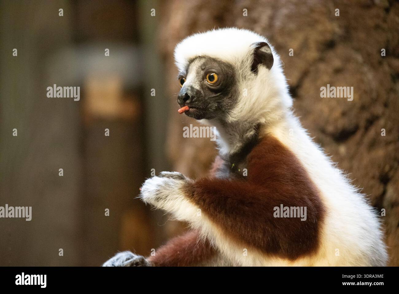 Le sifaka blanc de Verreaux regardant la caméra Banque D'Images