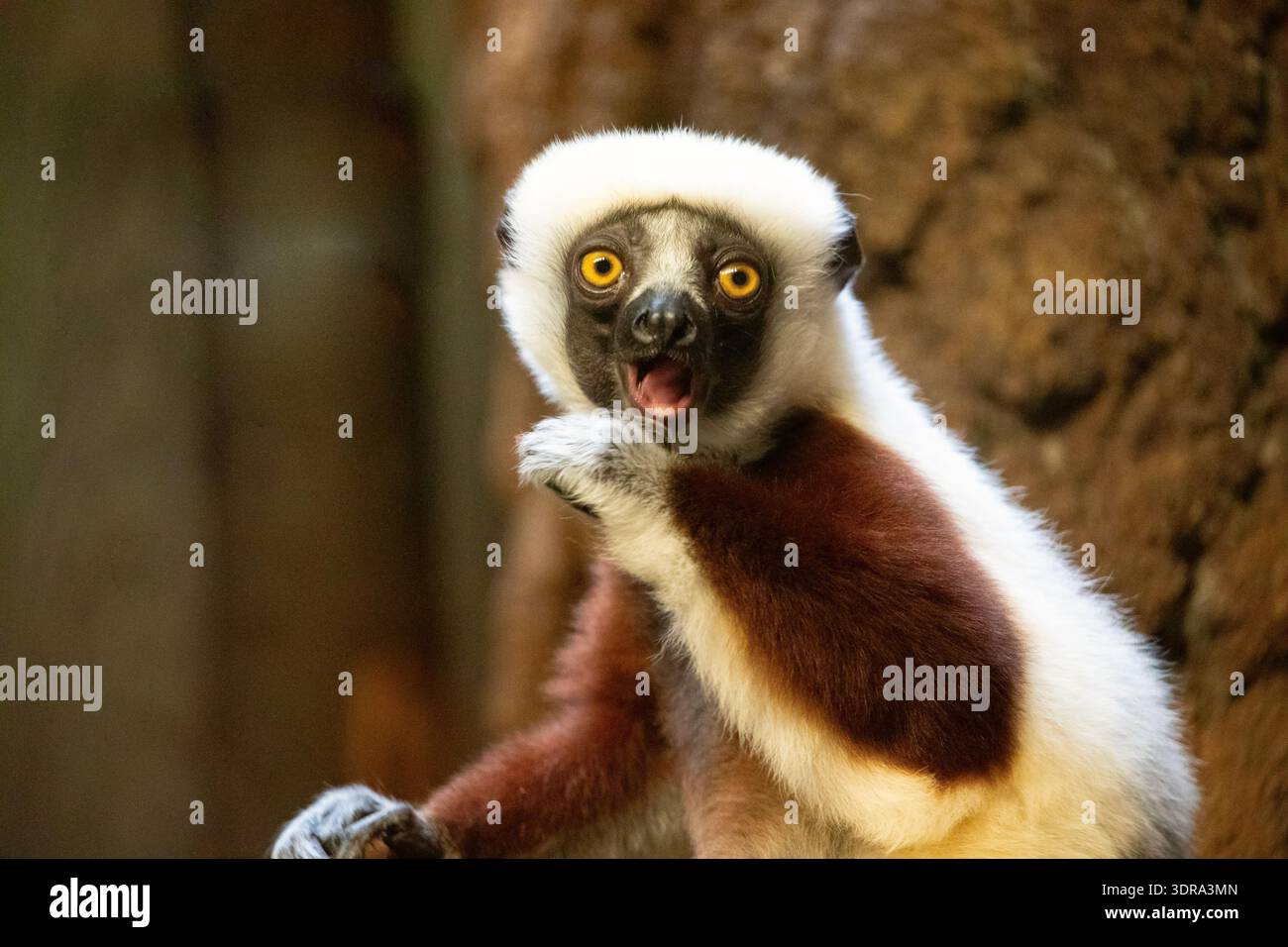 Le sifaka blanc de Verreaux regardant la caméra Banque D'Images