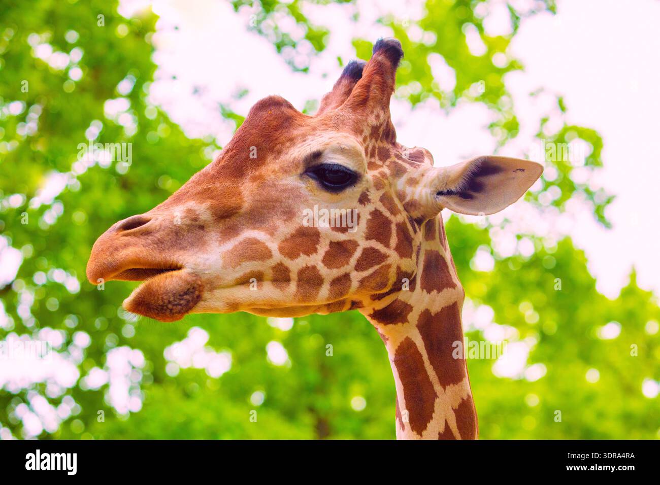 Portrait en gros plan d'une girafe joyeuse. Sort la langue Banque D'Images