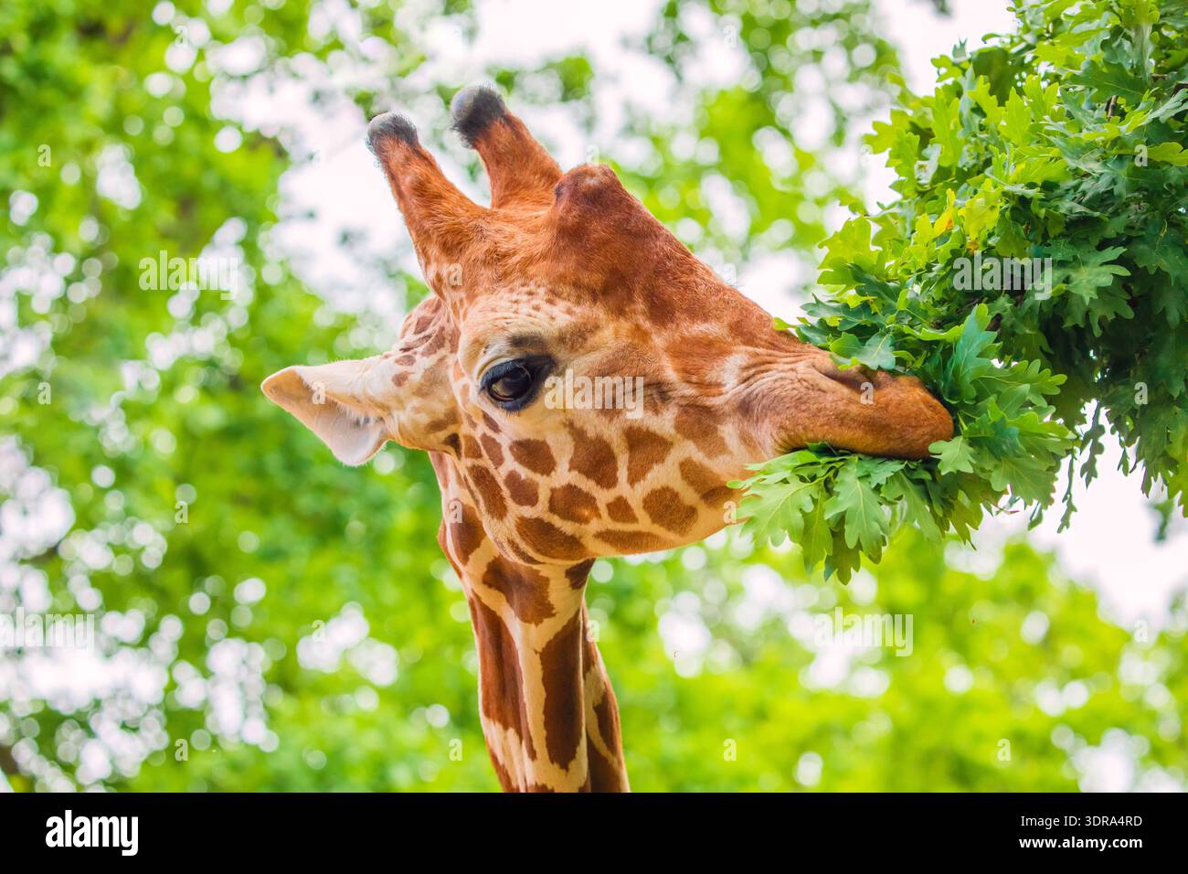 Portrait en gros plan d'une girafe joyeuse. Sort la langue Banque D'Images
