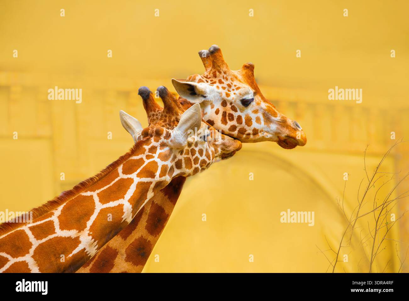 Portrait en gros plan d'une girafe joyeuse. Sort la langue Banque D'Images