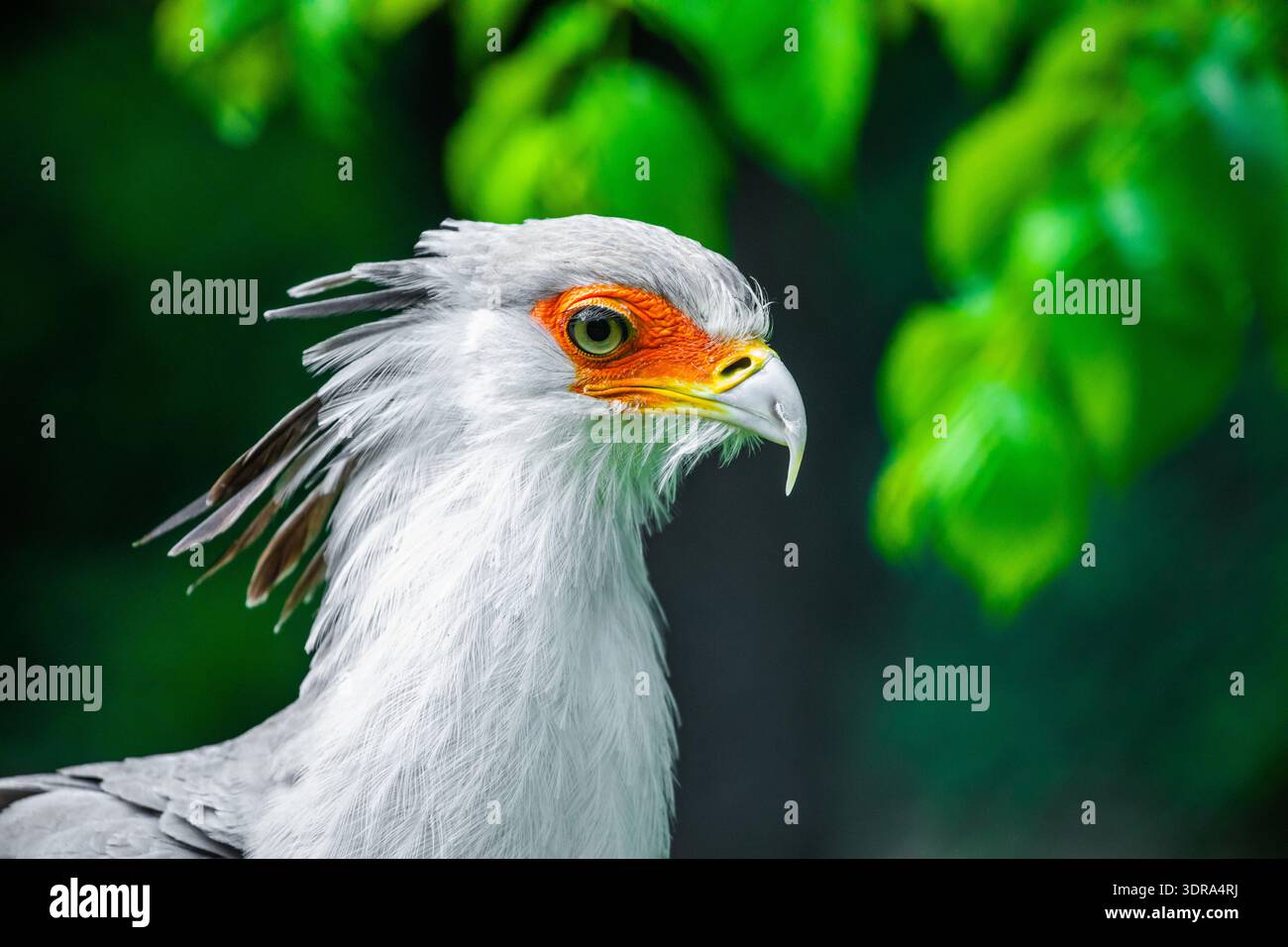 Portrait fascinant Secrétaire Grand oiseau prédateur Banque D'Images