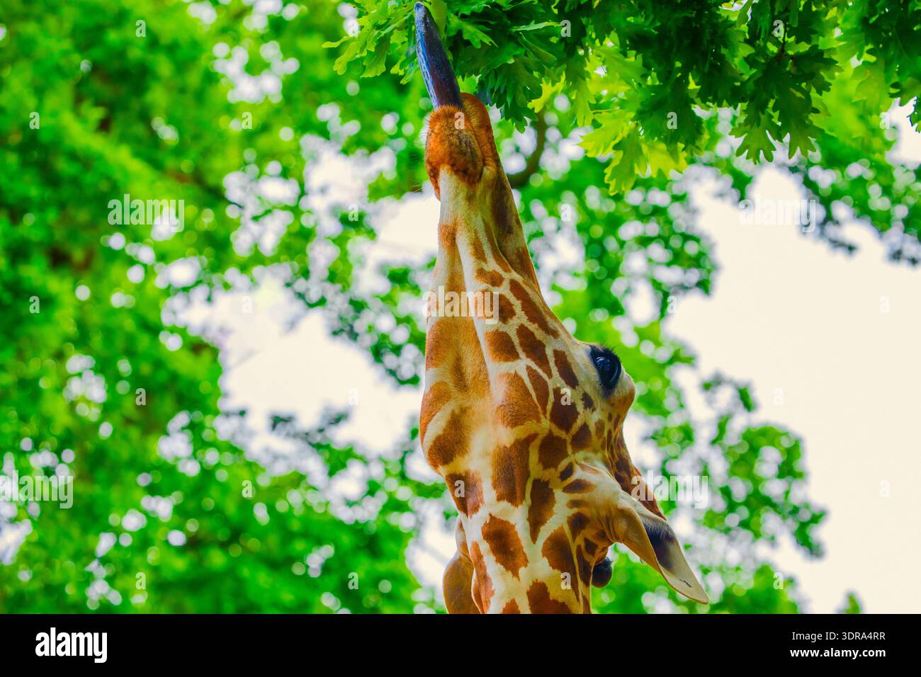 Portrait en gros plan d'une girafe joyeuse. Sort la langue Banque D'Images