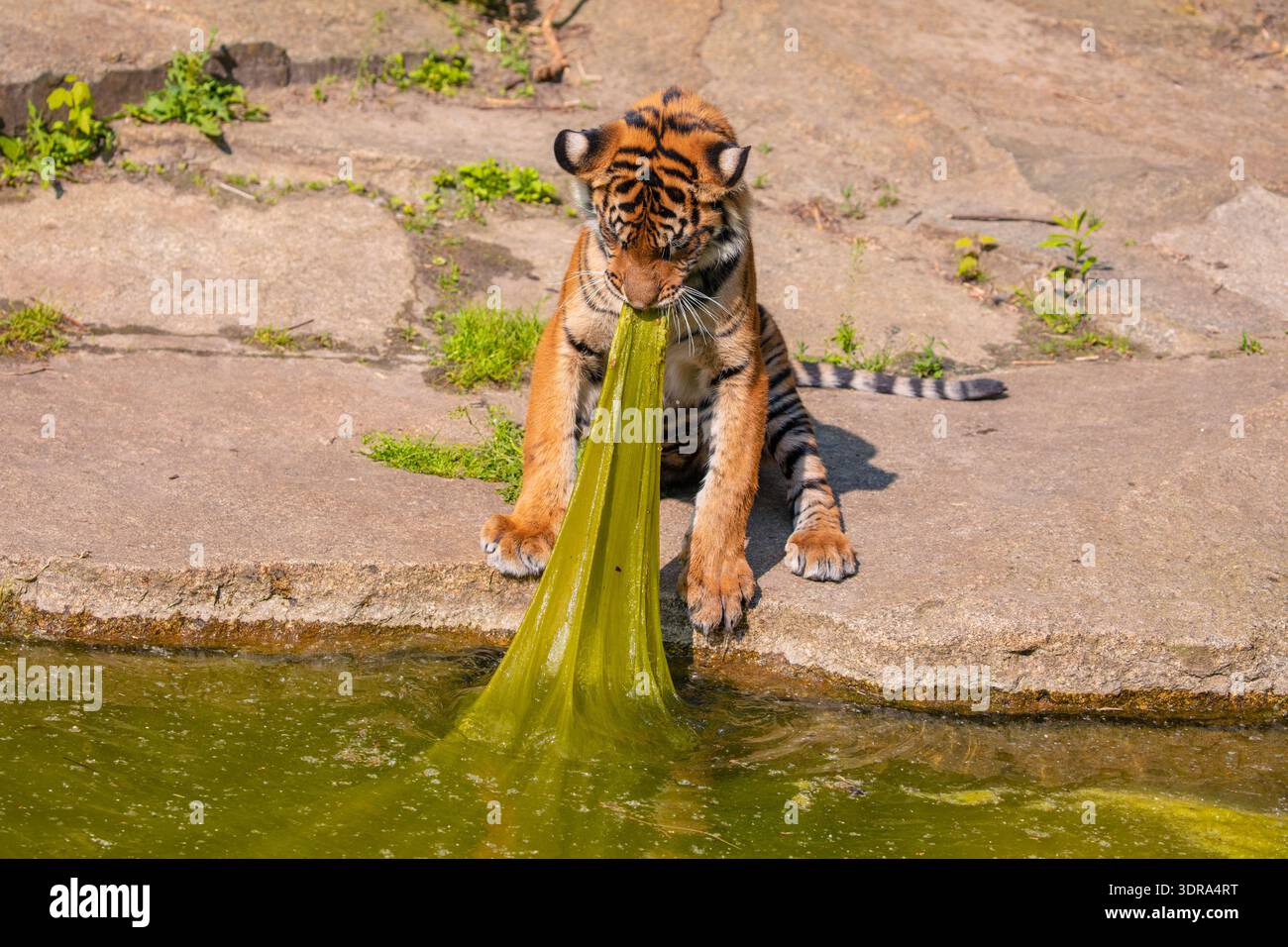 Tiger Cub joue avec un grand lit d'algues Banque D'Images