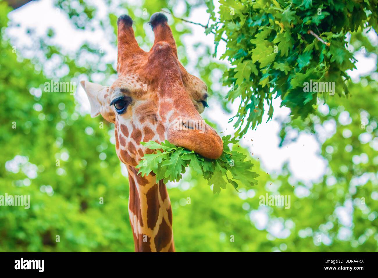 Portrait en gros plan d'une girafe joyeuse. Sort la langue Banque D'Images