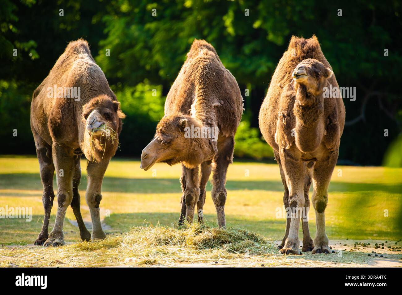 Plusieurs chameaux mangent de l'herbe au coucher du soleil. emballez les animaux Banque D'Images