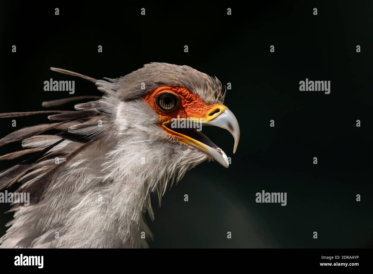 Portrait fascinant Secrétaire Grand oiseau prédateur Banque D'Images