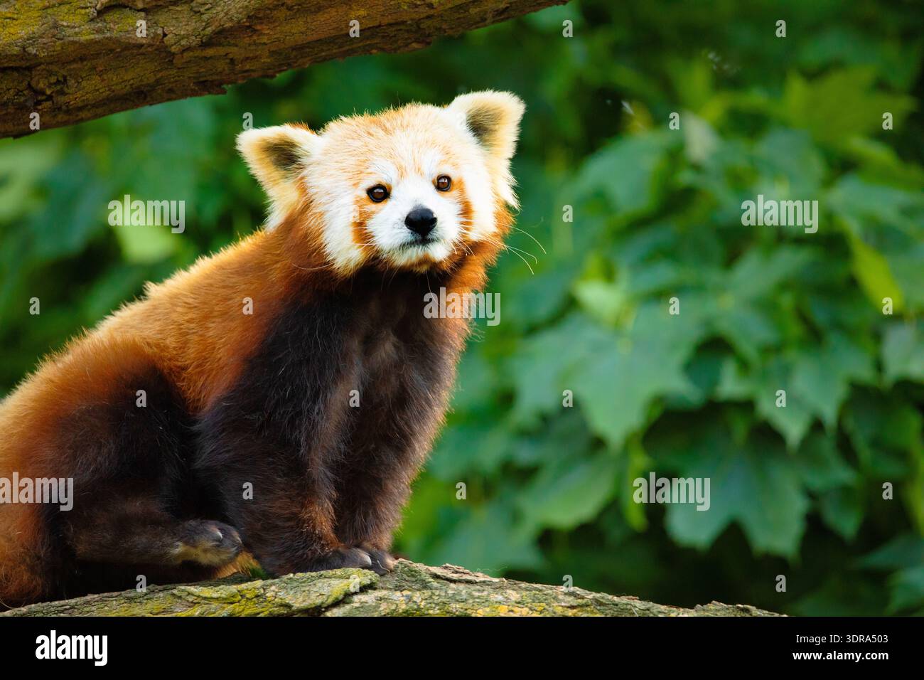 Mignon panda rouge marchant arbre en gros plan et regardant les yeux Banque D'Images