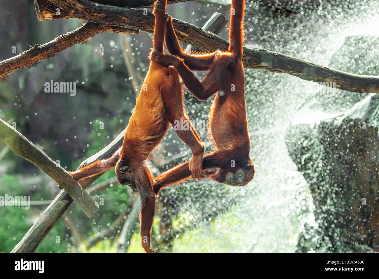 Howler Monkey Alouatta palliata dans le zoo de Berlin Banque D'Images