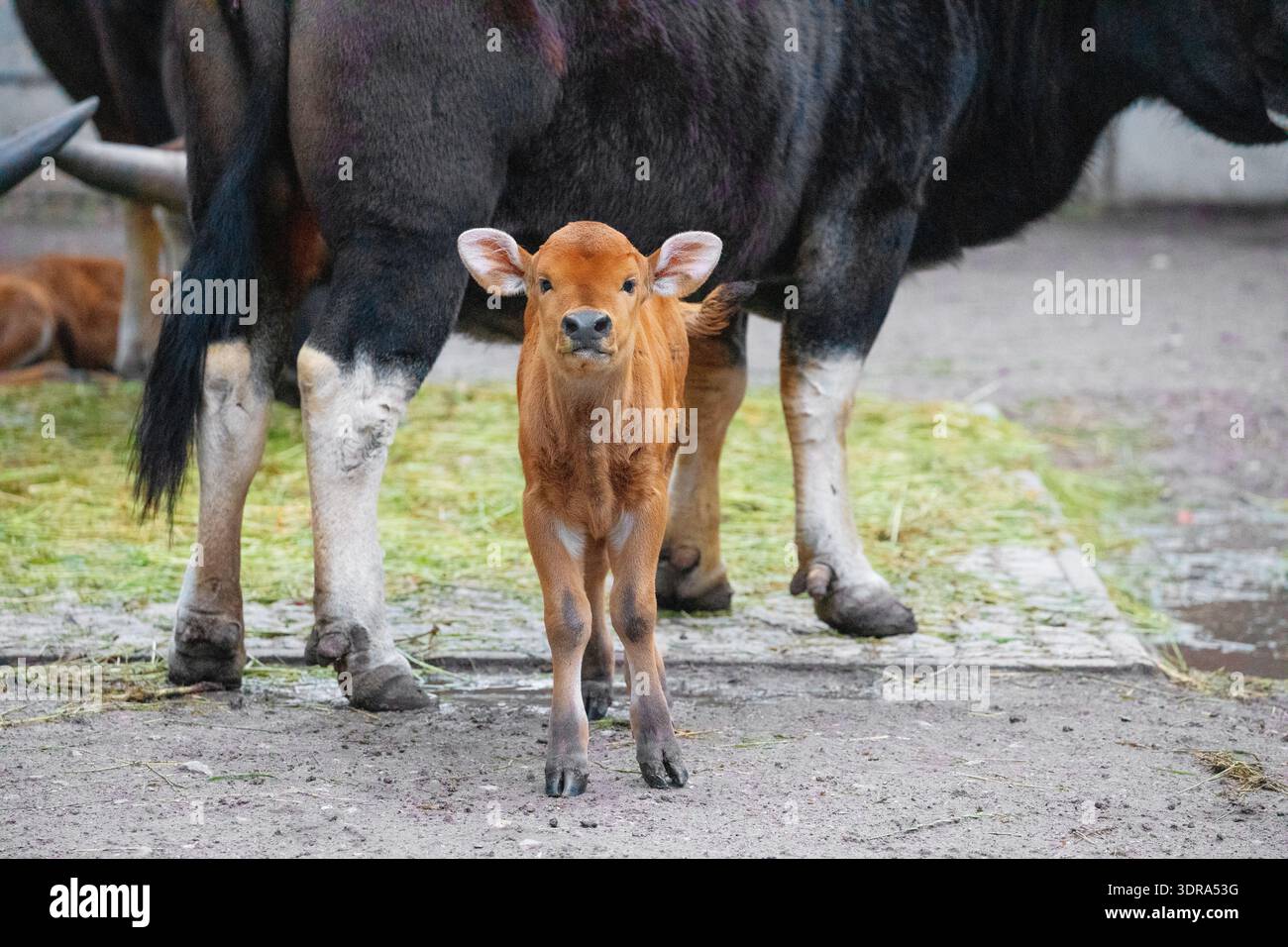 Gayal (Bos frontalis), bœuf drung mithun Banque D'Images