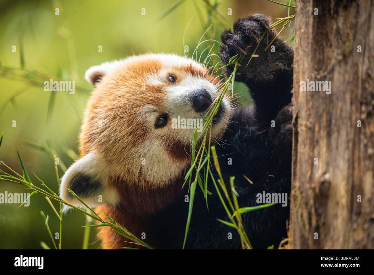 Mignon panda rouge marchant arbre en gros plan et regardant les yeux Banque D'Images