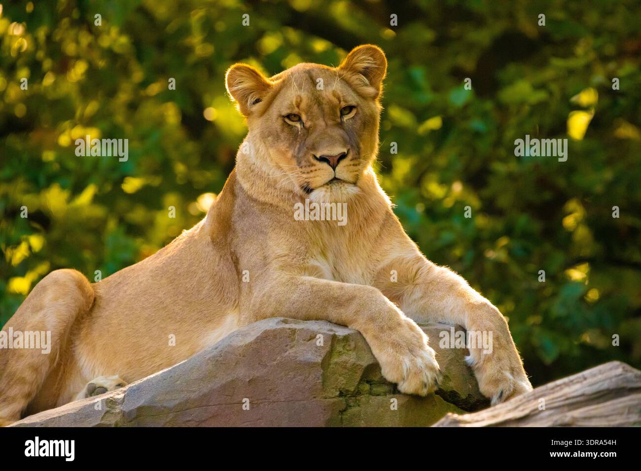 Lion adulte jouant dans le jardin zoologique Banque D'Images