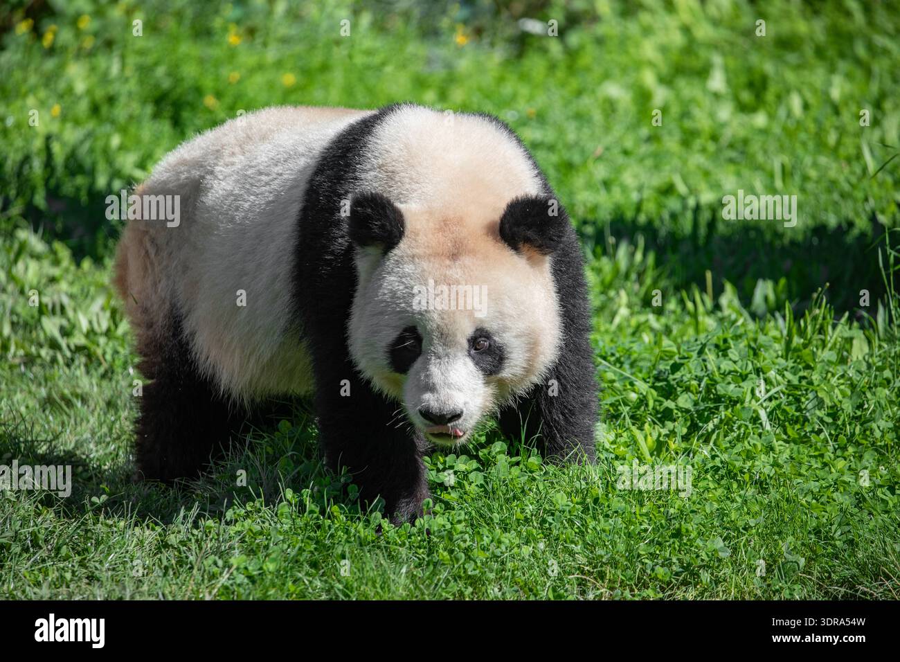 Joyeuse jouant aux pandas sur une pelouse verte Banque D'Images
