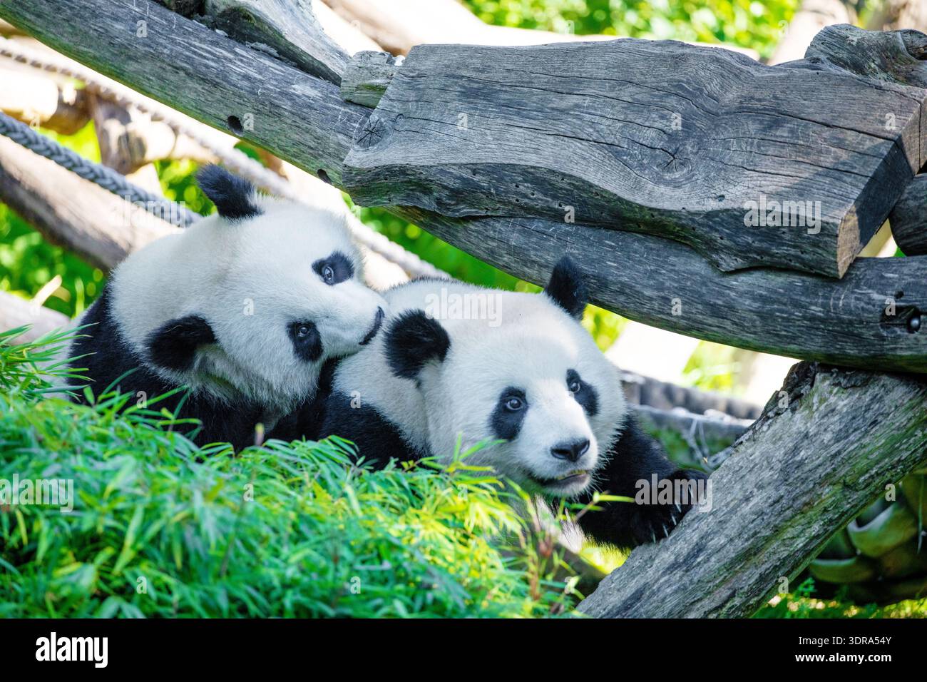 Joyeuse jouant aux pandas sur une pelouse verte Banque D'Images