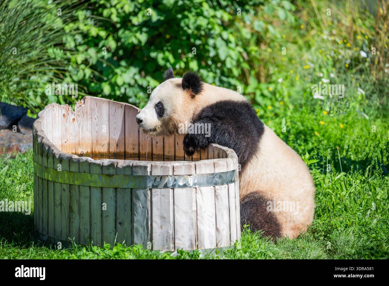 Joyeuse jouant aux pandas sur une pelouse verte Banque D'Images